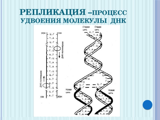 Репликация – процесс удвоения молекулы ДНК