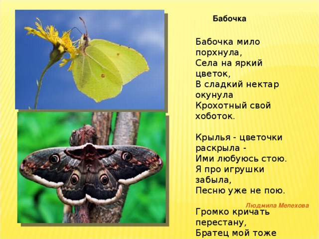 Какая бабочка песня. Текст про бабочек. Стих про бабочку для детей. Стихи про мотылька для детей.