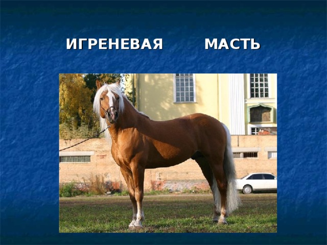 ИГРЕНЕВАЯ МАСТЬ