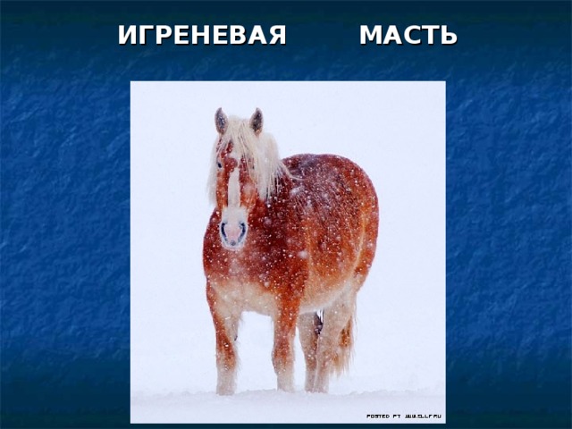 ИГРЕНЕВАЯ МАСТЬ