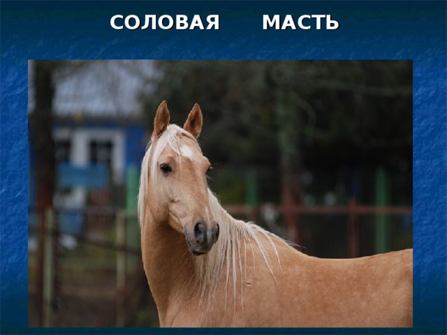 САВРАСАЯ МАСТЬ