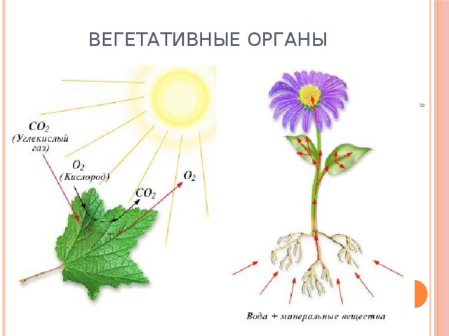 7 Вегетативные органы Вегетативные органы растения выполняют свои определенные функции (работу), необходимые для нормальной жизни растения. Листья растения улавливают солнечную энергию, вырабатывая при этом питательные вещества. Листья активно участвуют в дыхании растения, ведь дышат все живые организмы. К стеблю прикрепляются не только листья, но и цветки. А затем - плоды, появляющиеся на месте цветков. По стеблю к плодам поступают питательные вещества и вода. Для того, чтобы растение получало из почвы воду, необходимо, чтобы корни, как насосы, качали ее из земли и подавали вверх по стеблю. 7