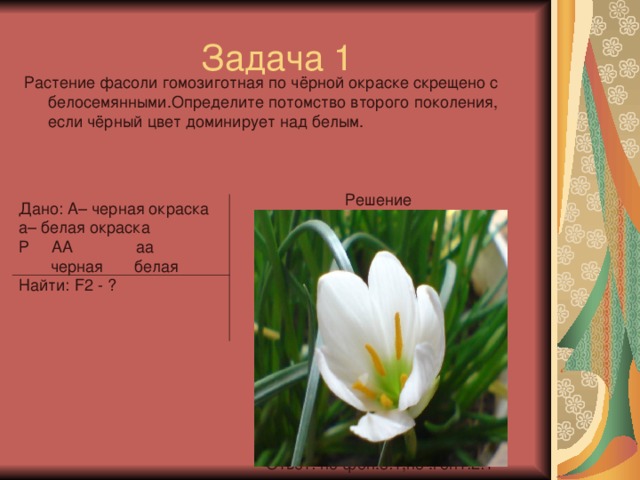 Растение фасоли гомозиготная по чёрной окраске скрещено с белосемянными.Определите потомство второго поколения, если чёрный цвет доминирует над белым. Решение Дано: А– черная окраска а– белая окраска Р АА аа  черная белая Найти: F 2 - ? Р АА аа черная белая G A a F1 Аа   черная Р Аа Аа черная черная G A а  А a F 2  АА Аа Аа аа  черн. черн. черн. бел Ответ: по фен.3:1,по .ген1:2:1