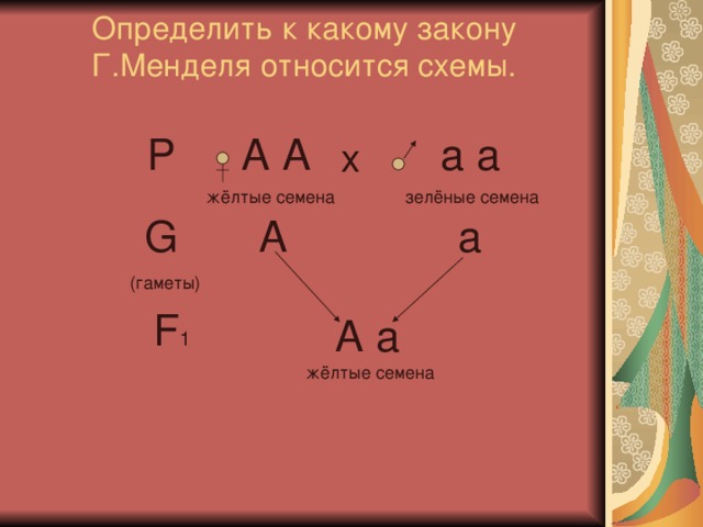 Определить к какому закону Г.Менделя относится схемы. А А а а Р х жёлтые семена зелёные семена А а G  (гаметы) F 1 А а жёлтые семена