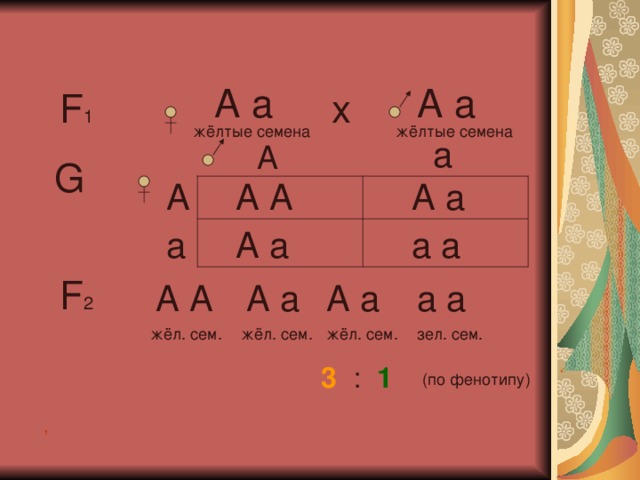 А а А а F 1 х жёлтые семена жёлтые семена а А G А А а А А а а А а а F 2 А А А а А а а а жёл. сем. жёл. сем. жёл. сем. зел. сем. 3   :  1 (по фенотипу) ,