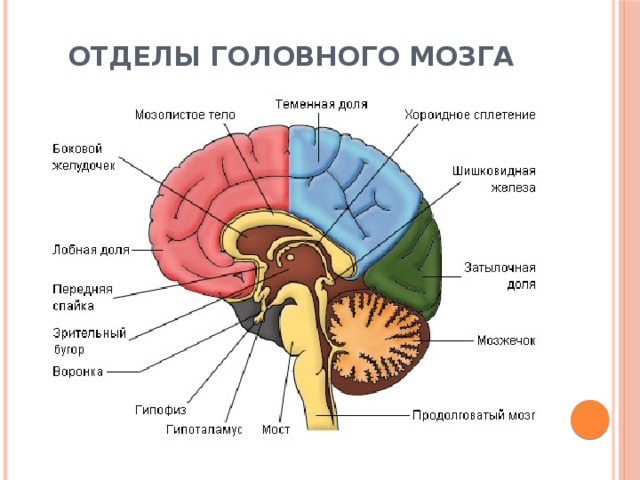Отделы головного мозга