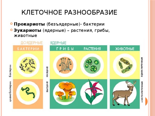 Клеточное разнообразие Прокариоты (безъядерные)-  бактерии Эукариоты (ядерные) – растения, грибы, животные