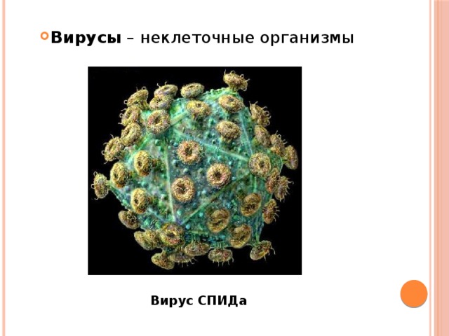 Вирусы – неклеточные организмы