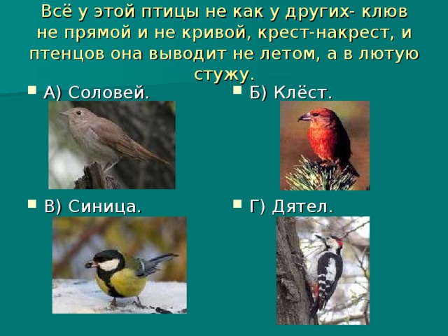 Всё у этой птицы не как у других- клюв не прямой и не кривой, крест-накрест, и птенцов она выводит не летом, а в лютую стужу.