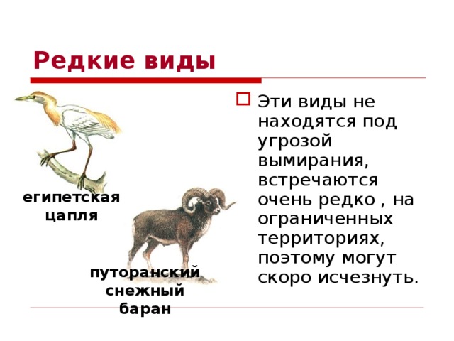 Редкие виды Эти виды не находятся под угрозой вымирания, встречаются очень редко , на ограниченных территориях, поэтому могут скоро исчезнуть. египетская цапля путоранский снежный баран