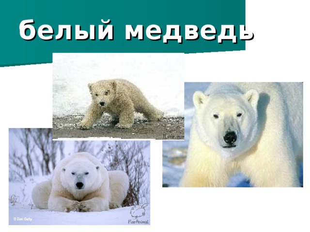 белый медведь