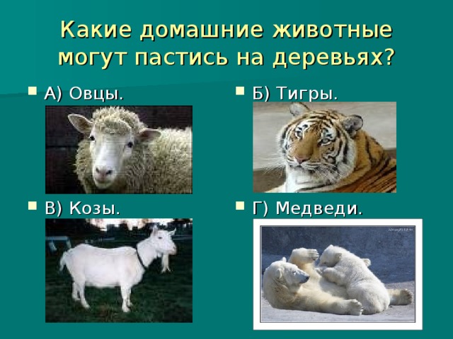 Какие домашние животные могут пастись на деревьях?