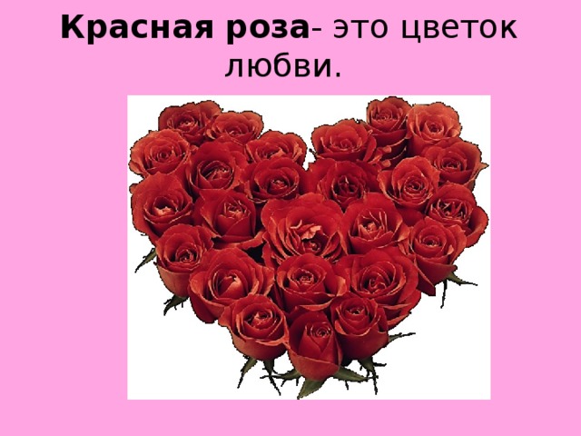 Красная роза - это цветок любви.