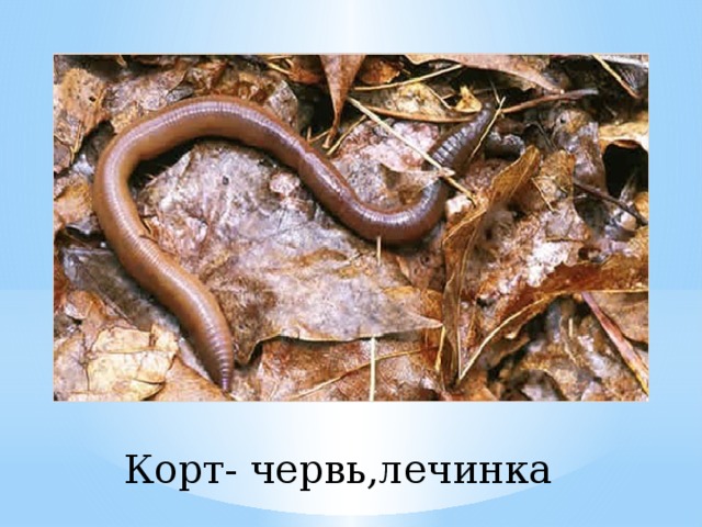 Корт- червь,лечинка