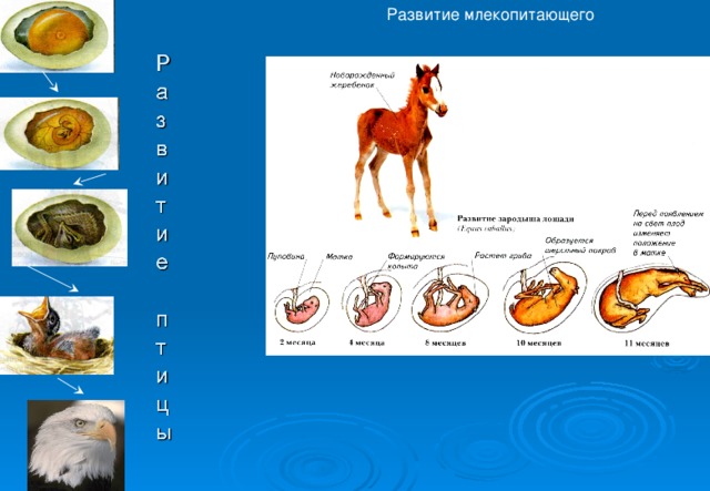 Основные этапы развития животных 8 класс презентация