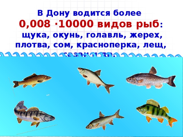 В Дону водится более 0,008 ·10000 видов рыб :  щука, окунь, голавль, жерех, плотва, сом, красноперка, лещ, сазан и др.