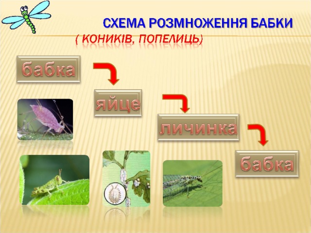 Розмноження бабки Бабка відкладає яйця у воді, прикріплює їх до підводних частин рослин. Для відкладання яєць бабка опускається у воду, сповзає по стрілках рослин й поринає дуже глибоко. З яєць утворюються личинки. У воді вони ростуть, живляться, зимують під льодом. Влітку вони вибираються з води на які-небудь надводні предмети ) стеблини рослин), і тут з личинок вилуплюється  доросла комаха – бабка.