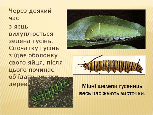 Метелики відкладають на листочках рослин яйця. Зазвичай ці яйця вони відкладають на зворотній стороні листочка.