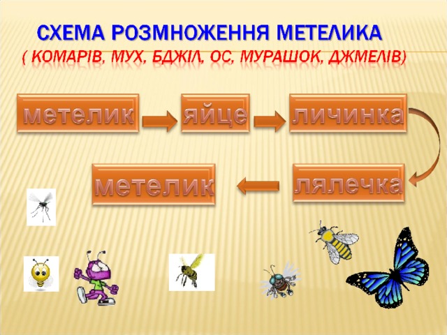 Навесні зі свого старого будиночка – лялечки , який уже не потрібен, виповзає метелик. Він обсушує крильця і вилітає у нове життя.