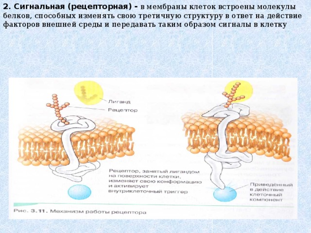 2. Сигнальная (рецепторная) - в мембраны клеток встроены молекулы белков, способных изменять свою третичную структуру в ответ на действие факторов внешней среды и передавать таким образом сигналы в клетку