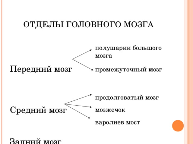 ОТДЕЛЫ ГОЛОВНОГО МОЗГА полушарии большого мозга  промежуточный мозг продолговатый мозг мозжечок варолиев мост Передний мозг Средний мозг Задний мозг