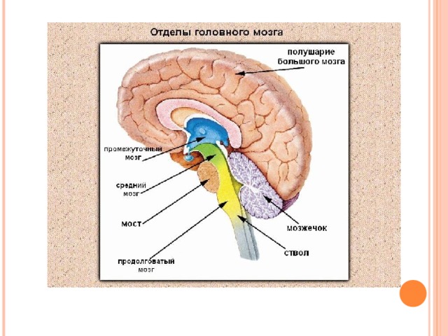 Самый маленький отдел головного мозга. Отделы мозга. Головной мозг. Строение мозга. Мозг и его отделы.