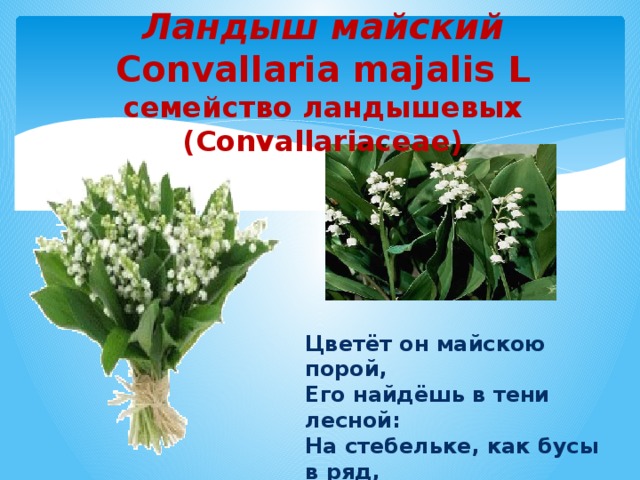 Ландыш майский  Convallaria majalis L  семейство ландышевых (Convallariaceae) Цветёт он майскою порой,  Его найдёшь в тени лесной:  На стебельке, как бусы в ряд,  Цветы душистые висят. 