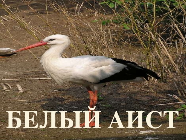 Белоголовый орлан Фламинго  БЕЛЫЙ АИСТ