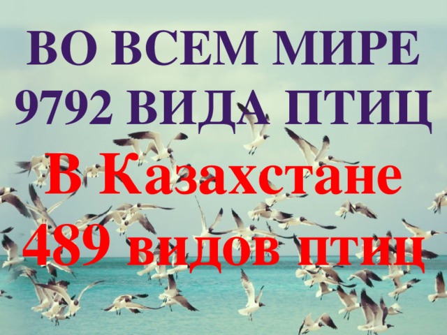 Во всем мире 9792 вида птиц В Казахстане 489 видов птиц