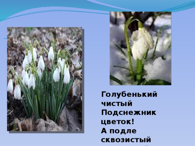 А подле сквозистый последний снежок. Майков голубенький чистый Подснежник. Голубенький чистый Подснежник-цветок а Майкова. Легенды о цветах Подснежник.