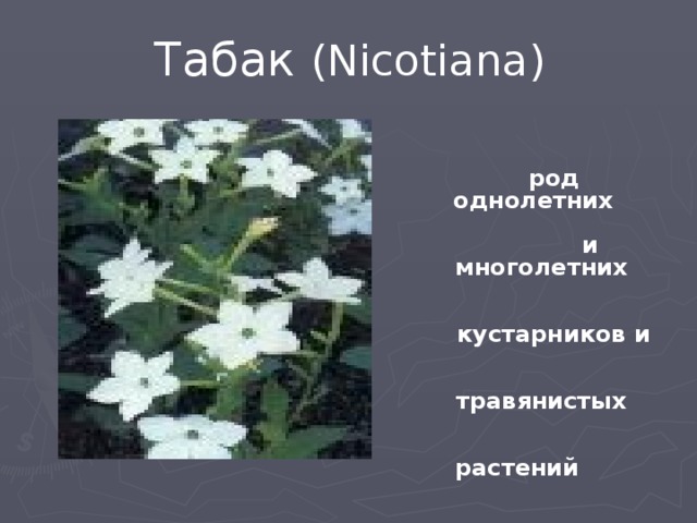 Табак (Nicotiana)   род однолетних и многолетних кустарников и травянистых растений семейства пасленовых