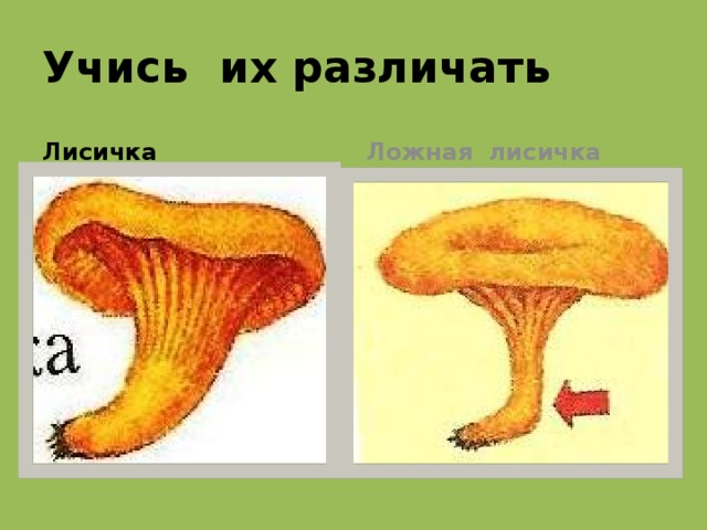 Учись их различать Лисичка Ложная лисичка