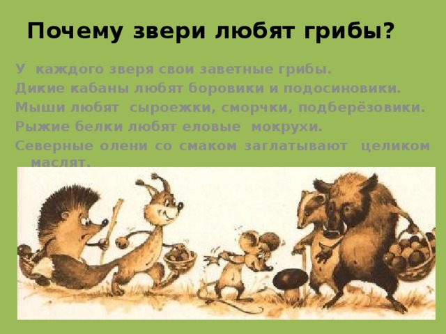 Почему звери любят грибы? У каждого зверя свои заветные грибы. Дикие кабаны любят боровики и подосиновики. Мыши любят сыроежки, сморчки, подберёзовики. Рыжие белки любят еловые мокрухи. Северные олени со смаком заглатывают целиком маслят.