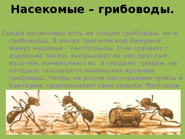 Насекомые – грибоводы. Среди насекомых есть не только грибоеды, но и грибоводы. В лесах тропической Америки живут муравьи – листогрызы. Они срезают с деревьев листы, выгрызают из них круглые кусочки, измельчают их и создают грядки, на которых «засевают» маленькие кусочки грибницы. Чтобы не росли посторонние грибы и бактерии, пропалывают свои грядки. Молодые самки, покидая свой муравейник, всегда забирают с собой кусочки грибницы для слоздания новых «грибных садов»