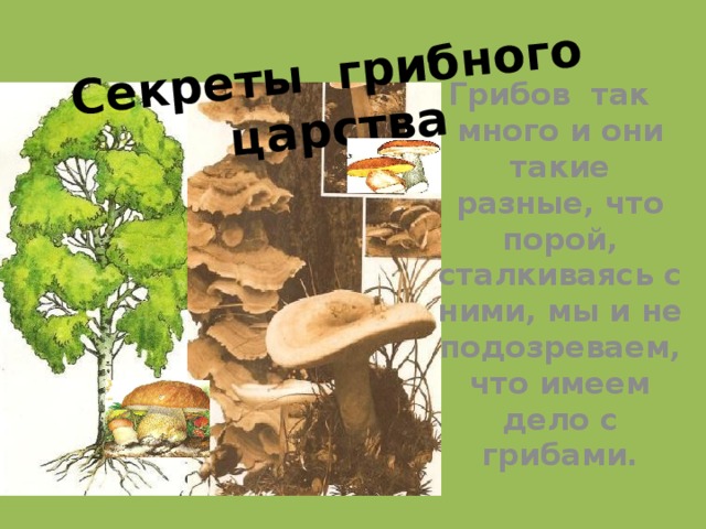 Секреты грибного царства Грибов так много и они такие разные, что порой, сталкиваясь с ними, мы и не подозреваем, что имеем дело с грибами.