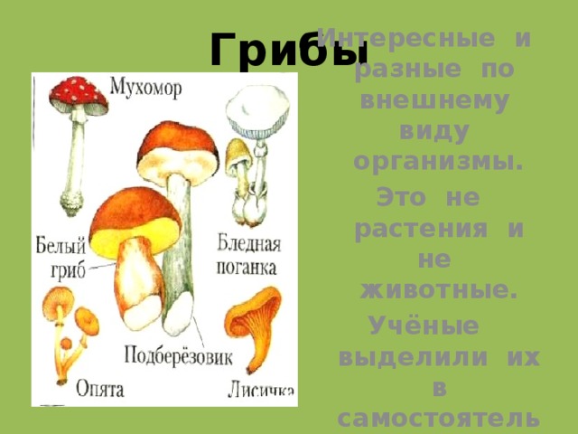 Грибы Интересные и разные по внешнему виду организмы.  Это не растения и не животные. Учёные выделили их в самостоятельное царство.