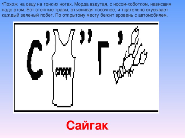 Похож на овцу на тонких ногах. Морда вздутая, с носом-хоботком, нависшим надо ртом. Ест степные травы, отыскивая посочнее, и тщательно скусывает каждый зеленый побег. По открытому месту бежит вровень с автомобилем.