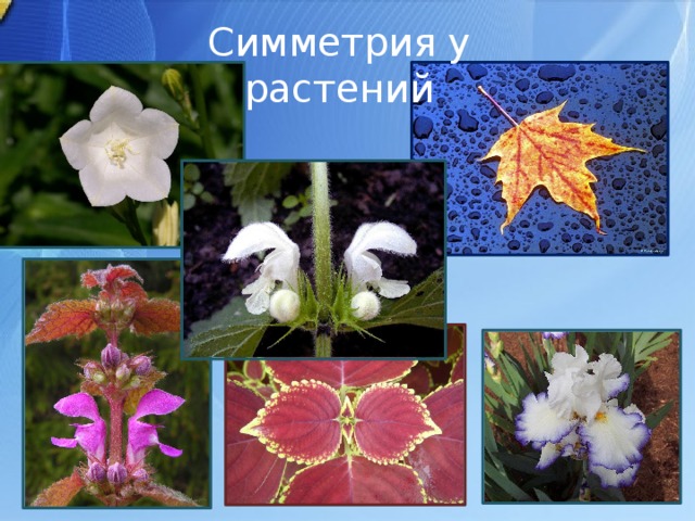 Симметрия у растений