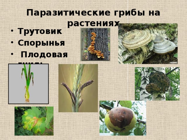 Паразитические грибы на растениях
