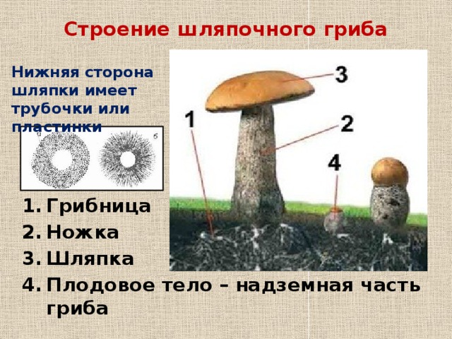 Строение шляпочного гриба Нижняя сторона шляпки имеет трубочки или пластинки
