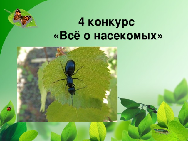 4 конкурс  «Всё о насекомых»