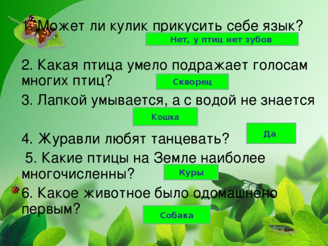 Нет, у птиц нет зубов Скворец Кошка Да Куры Собака