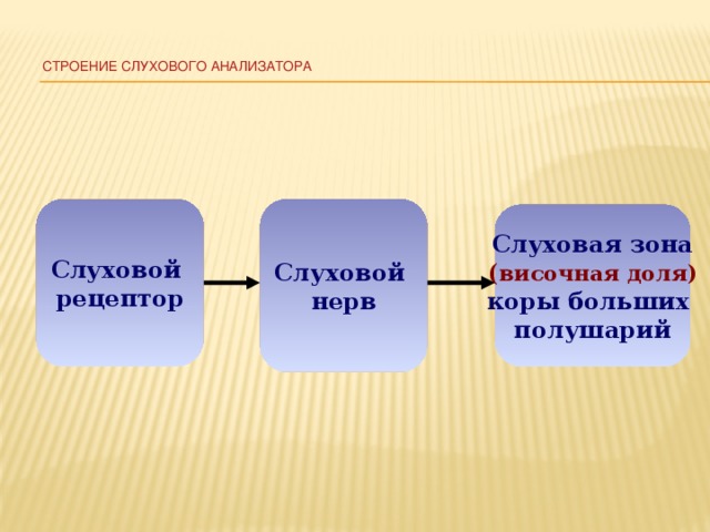 Строение слухового анализатора Слуховой Слуховой рецептор нерв Слуховая зона ( височная доля) коры больших полушарий