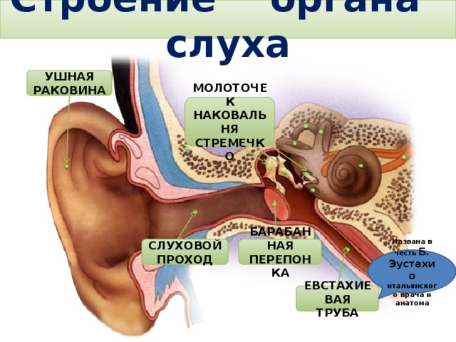 Строение органа слуха   УШНАЯ РАКОВИНА МОЛОТОЧЕК НАКОВАЛЬНЯ СТРЕМЕЧКО Тема. Строение и функции слухового анализатора. Гигиена слуха. СЛУХОВОЙ ПРОХОД БАРАБАННАЯ ПЕРЕПОНКА Названа в честь Б. Эустахио итальянского врача и анатома ЕВСТАХИЕВАЯ ТРУБА