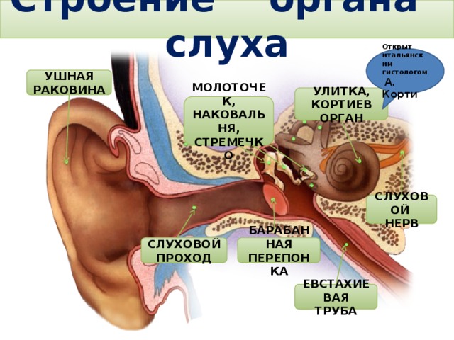 Строение органа слуха   Открыт итальянским гистологом  А. Корти УШНАЯ РАКОВИНА УЛИТКА, КОРТИЕВ ОРГАН МОЛОТОЧЕК, НАКОВАЛЬНЯ, СТРЕМЕЧКО Тема. Строение и функции слухового анализатора. Гигиена слуха. СЛУХОВОЙ НЕРВ СЛУХОВОЙ ПРОХОД БАРАБАННАЯ ПЕРЕПОНКА ЕВСТАХИЕВАЯ ТРУБА