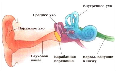 Строение уха картинка для детей