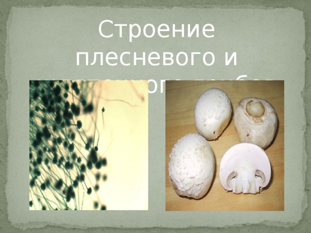 Строение плесневого и шляпочного грибов