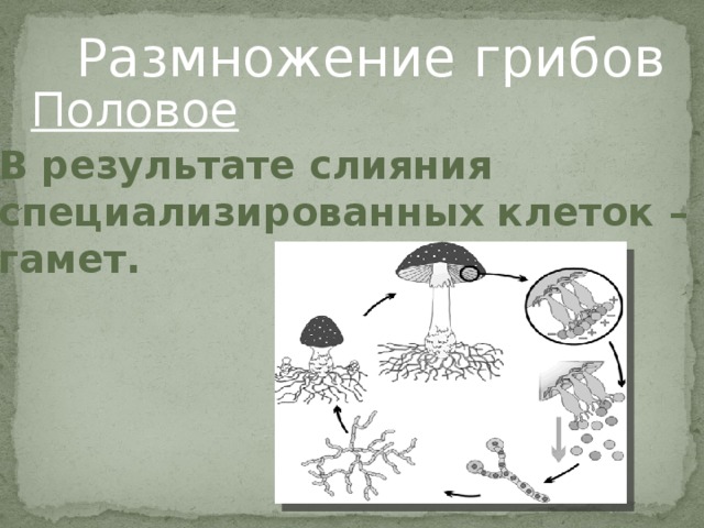 Размножение грибов Половое В результате слияния специализированных клеток – гамет.