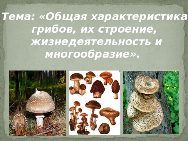 Тема: «Общая характеристика грибов, их строение,  жизнедеятельность и многообразие».