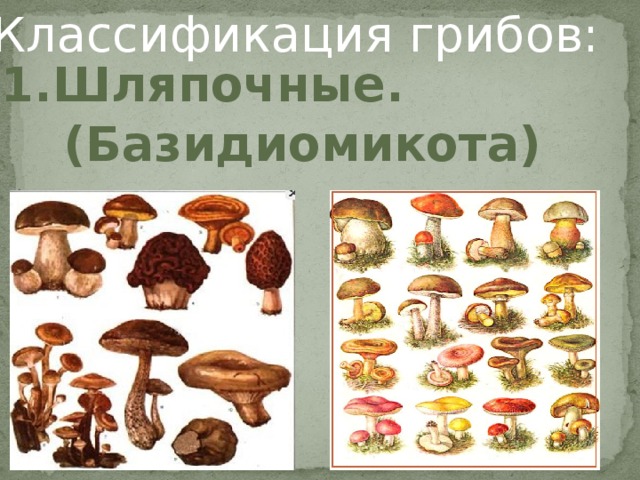 Классификация грибов: 1.Шляпочные. (Базидиомикота)